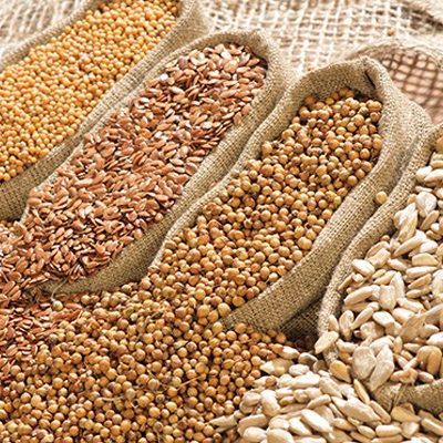 Oil-Seeds.jpg