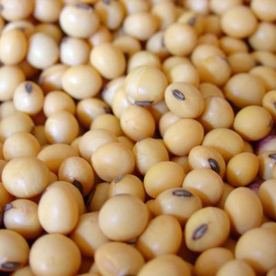 soybean